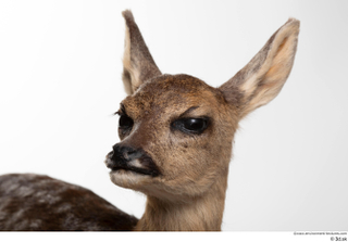 Deer doe head 0002.jpg